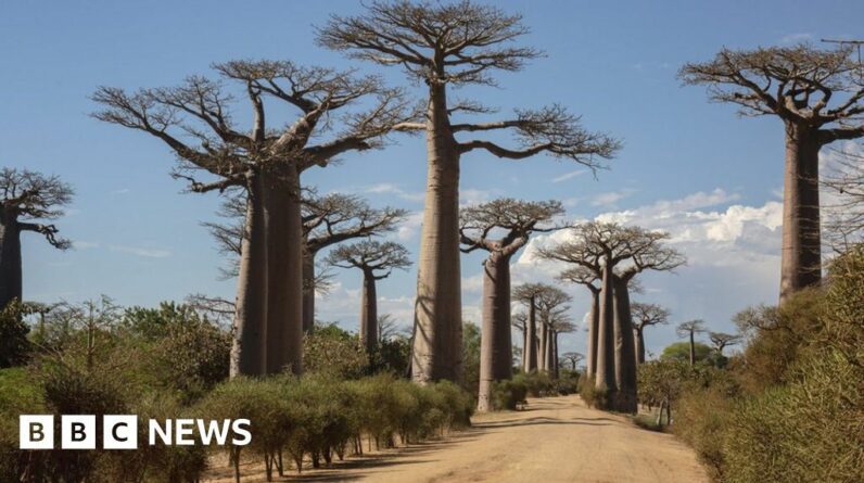 Os cientistas resolvem o mistério da antiga "Árvore da Vida".