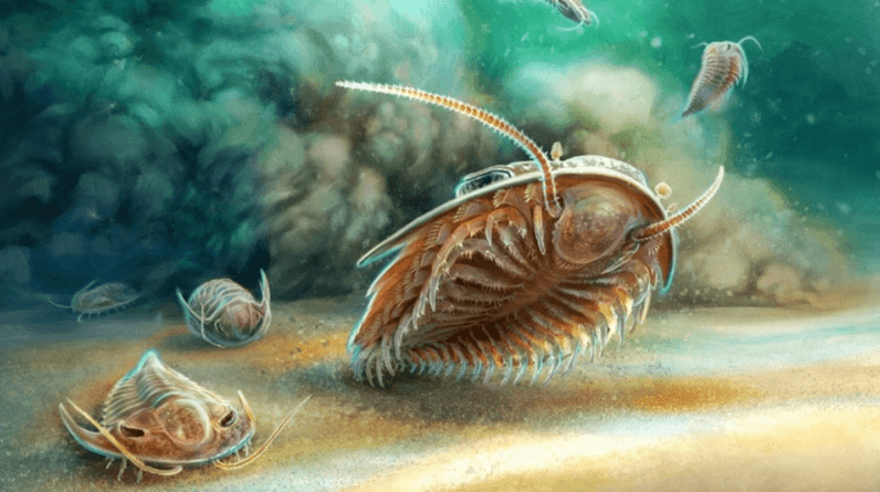 Fósseis de trilobitas de Pompéia datados de 508 milhões de anos mostram características nunca vistas antes