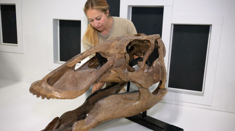 Um raro fóssil de T. rex foi encontrado por crianças em Dakota do Norte para exibição em um museu de Denver