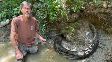 Descoberta de uma presa de mamute da Era Glacial no Mississippi