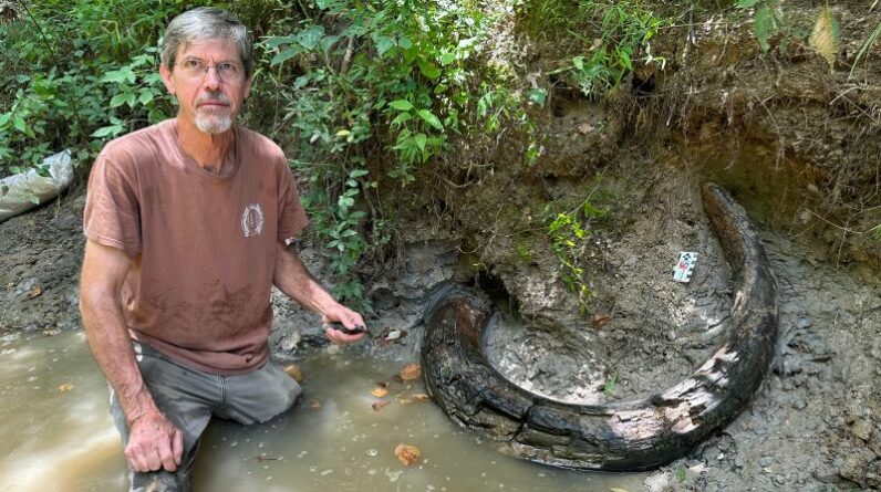 Descoberta de uma presa de mamute da Era Glacial no Mississippi