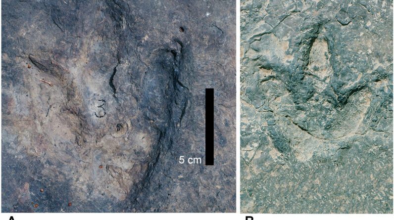 Pegadas idênticas de dinossauros encontradas em ambos os lados do Oceano Atlântico